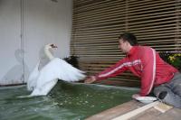 Лебеди отправились зимовать в теплицу