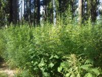 Операция "Мак-2016".