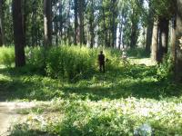 Операция "Мак-2016".