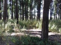 Рейд по скосу и уничтожению дикорастущих наркосодержащих растений. 