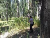 Рейд по скосу и уничтожению дикорастущих наркосодержащих растений. 