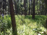 Информация по скосу и уничтожению дикорастущей наркосодержащих растений на территории района.