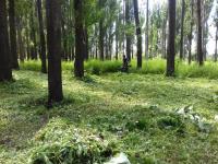 Информация по скосу и уничтожению дикорастущей наркосодержащих растений на территории района.