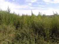 Рейдовые мероприятия по скосу и уничтожению дикорастущих наркосодержащих растений на территории района