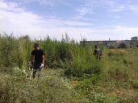 Рейдовые мероприятия по скосу и уничтожению дикорастущих наркосодержащих растений на территории района