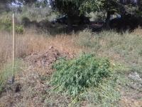 Рейдовые мероприятия по скосу и уничтожению дикорастущих наркосодержащих растений на территории района