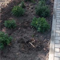 Вандалы похитили цветы с городских клумб