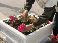 К майским торжествам на территории общественных пространств высадят около 60 тысяч цветов