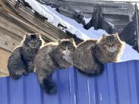 Снежные коты