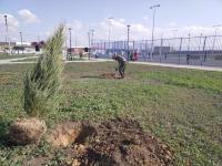 Новый сквер «Антикормаш» стал зеленее