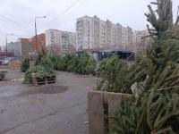 За торговлю деревьями хвойных пород в неустановленных местах составлено 13 протоколов