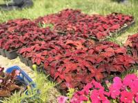 К майским торжествам на территории общественных пространств высадят около 60 тысяч цветов