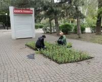 Около 30 тысяч единиц цветочной рассады уже высадили в парках и скверах города
