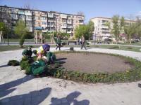 Новый сквер «Антикормаш» стал зеленее