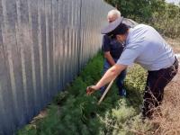 Информация о проведении мероприятий по выявлению и уничтожению дикорастущих наркосодержащих растений в период проведения 1-го и 2-го этапа операции «Мак-2020»