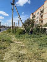 В Астрахани приступили к скосу сорной растительности