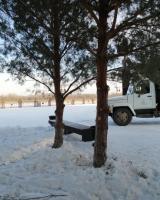 Зима - самое благоприятное время для обрезки хвойных