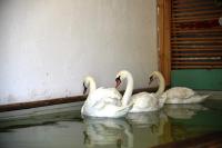 Весной в Астрахани высадят более пятисот тысяч цветов