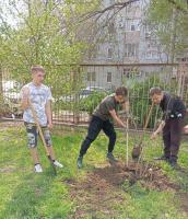 В сквере Строителей высадили три десятка деревьев