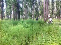 В Тополиной роще скосили коноплю