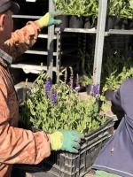 К майским торжествам на территории общественных пространств высадят около 60 тысяч цветов