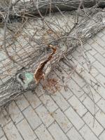 На площади Ленина высадят 50 краснолиственных клёнов