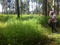 В Тополиной роще скосили коноплю