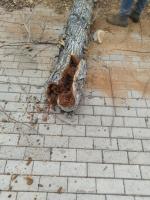 На площади Ленина высадят 50 краснолиственных клёнов