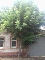 Коммунальным отделом администрации Ленинского района в период с 07.06.2016 по 16.06.2016 организованы мероприятия по удалению дождевой воды с улиц Ленинского района и уходные работы за зелеными насаждениями.