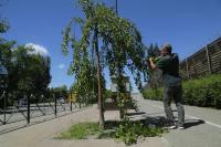 В Астрахани продолжается опиловка и формовочная обрезка зеленых насаждений
