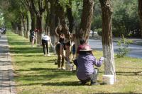 Более тонны краски ушло на побелку деревьев в Астрахани за два дня