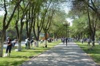 Более тонны краски ушло на побелку деревьев в Астрахани за два дня