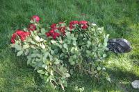 Мужчины, срезавшие 84 розы на площади Ленина, пойманы с поличным