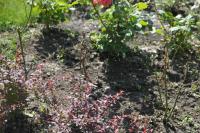 Мужчины, срезавшие 84 розы на площади Ленина, пойманы с поличным