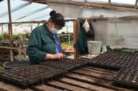 В Астрахани начинают высадку 600 тысяч цветов