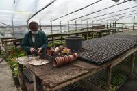 В Астрахани начинают высадку 600 тысяч цветов