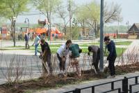 В сквере Строителей высадили три десятка деревьев