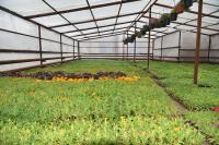 Цветы готовы к переезду из теплицы в городские парки и скверы