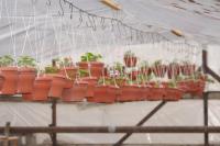 Тепличное хозяйство готовится к сезону озеленения-2016