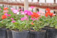 Тепличное хозяйство готовится к сезону озеленения-2016