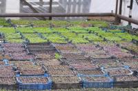 Тепличное хозяйство готовится к сезону озеленения-2016