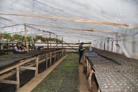 Цветы готовы к переезду из теплицы в городские парки и скверы