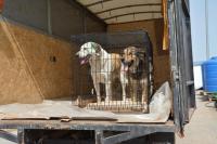 С начала года более 150 собак из муниципального приюта обрели новых хозяев