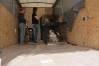 С начала года более 150 собак из муниципального приюта обрели новых хозяев