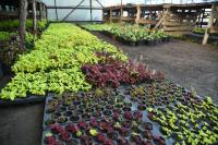 Радик Харисов поручил расширить тепличное хозяйство