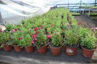 Радик Харисов поручил расширить тепличное хозяйство