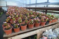 Радик Харисов поручил расширить тепличное хозяйство