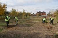 Более тысячи саженцев высадили на острове Городском