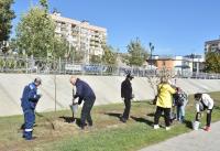 На Аллее семьи высадили 50 деревьев