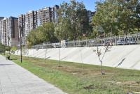 На Аллее семьи высадили 50 деревьев